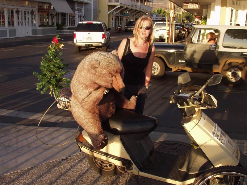 Merry Christmas Teddy - Lahaina, Maui