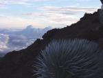 Silberschwert, Flora Haleakala - Maui