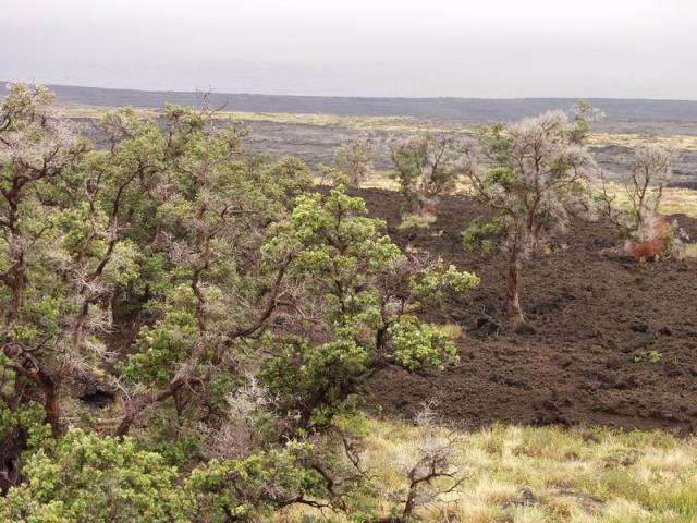 Trees in Lavaflow - Volcano Kilauea, Big Island