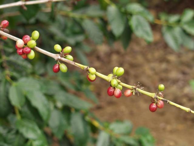 Coffee Beans - Kona, Big Island