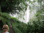Rain Forest - Big Island