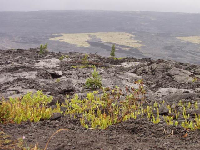 Green Spots on Lavaflow - Volcano Kilauea, Big Island