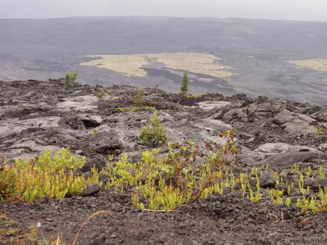 Green Spots on Lavaflow - Volcano Kilauea, Big Island
