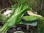 Fish'n Chips -  Kulinarisches auf tonganisch