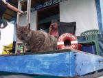 Cat Castaway, The Ark Gallery  - Tapana, Vava'u  Island