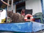 Cat Castaway, The Ark Gallery  - Tapana, Vava'u  Island