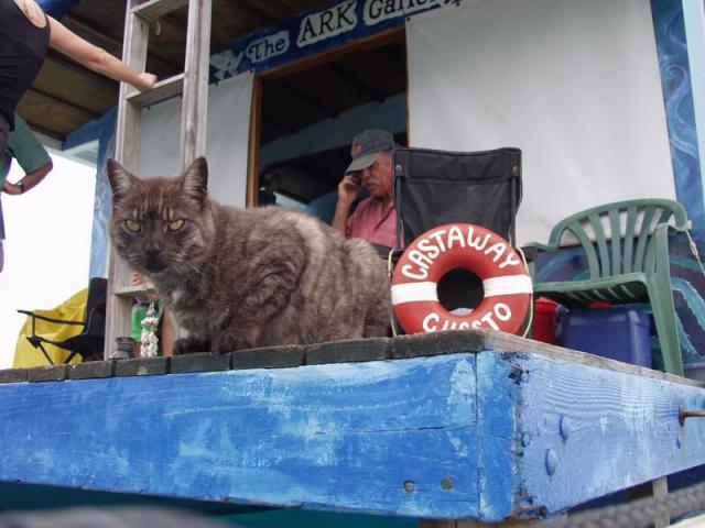 Cat Castaway, The Ark Gallery  - Tapana, Vava'u  Island
