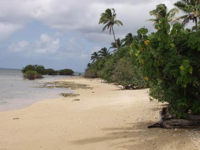 Beach - Island Pangamoito, Tonga