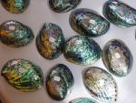 Paua Shells - Maori Art - Christchurch Art Centre Weekend Market, South NZ
