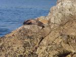 Lazy Seal - Kaikoura Peninsula, East Coast, South NZ