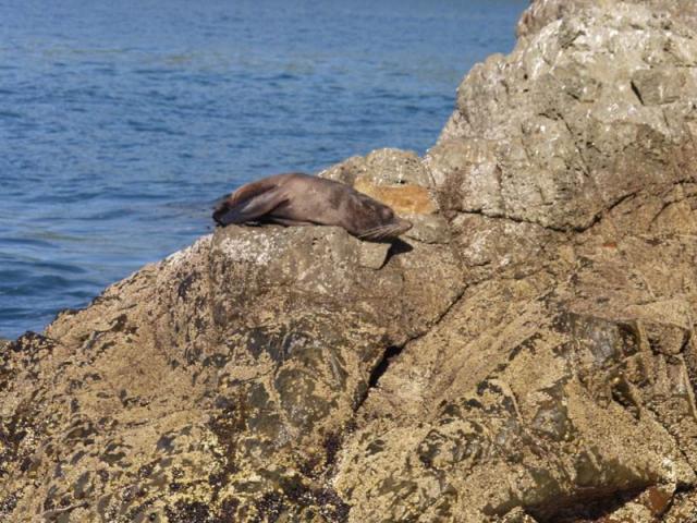 Lazy Seal - Kaikoura Peninsula, East Coast, South NZ