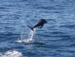 Funny Dusky Dolphin - jumping through the waters off Kaikoura, East Coast, South NZ