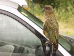 Waiting for tourists at carpark - Amusing bird 'Kea', Fox Glacier, Westland Glacier Country, South NZ