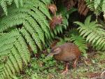 Weka - Bushhen in Paparoa, Buller District, West Coast South NZ