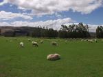 Sheep near Roxburgh - Central Otago District, South NZ