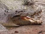 Smiling Freshy - Bowling Green Bay National Park, Townsville, East Coast Queensland, OZ