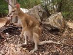 Kangaroo Boxing - Bowling Green Bay National Park, Townsville, East Coast Queensland, OZ