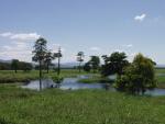 North Johnstone River - Innisfail, East Coast Queensland, OZ