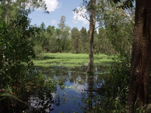 Lake Barrine -  Atherton Tableland, Tropical Queensland, OZ