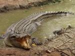 Croco in muddy water - Bowling Green Bay National Park, Townsville, East Coast Queensland, OZ