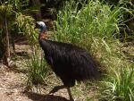 Cassowary - Bowling Green Bay National Park, Townsville, East Coast Queensland, OZ