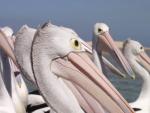 Pelicans - The Entrance, New South Wales, OZ