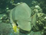 In the element - Oceanographic  Institute of Nha Trang, Southern Vietnam