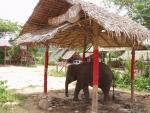 Charlie at Elephant camp - Klong Prao, Koh Chang, Thailand