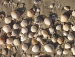 fruit de mer - White Sand Beach, Koh Chang, Thailand