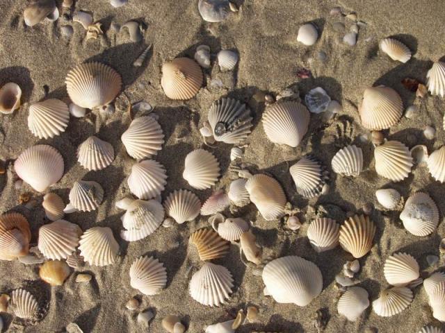 fruit de mer - White Sand Beach, Koh Chang, Thailand