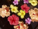 Flowerbowl - Sea View Resort, Koh Chang, Thailand