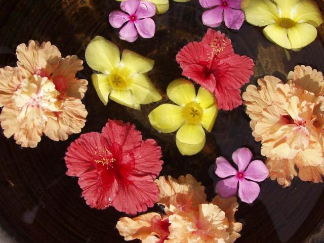 Flowerbowl - Sea View Resort, Koh Chang, Thailand