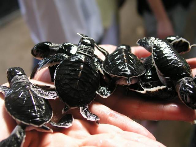 Very small turtles - Seaturtle Protection Association, Kosgoda, Sri Lanka