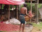 Shaking onions - Alutgama market, Beruwala, Sri Lanka