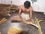 Preparing Cinnamon - Meetiyagoda, Southern Province Sri Lanka