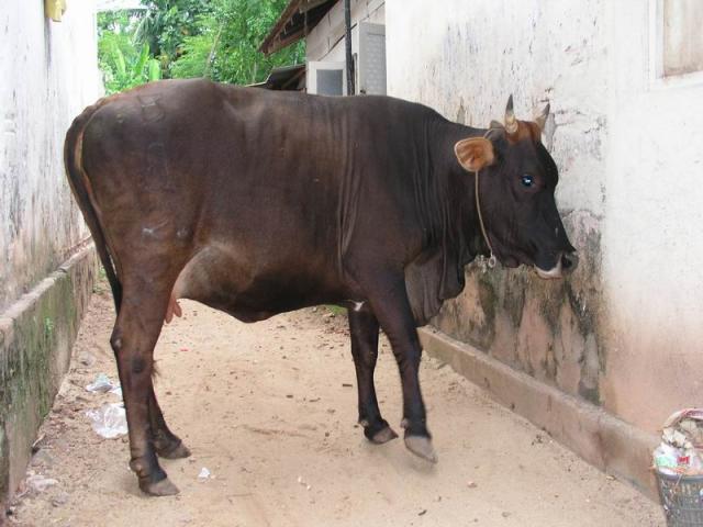 Blue eye cow - Old town Galle, Southern Province Sri Lanka