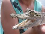 Baby Croc - Bentota River, Beruwala, Sri Lanka