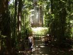 God of the Forest - Waipoua Forest, NZ Northland