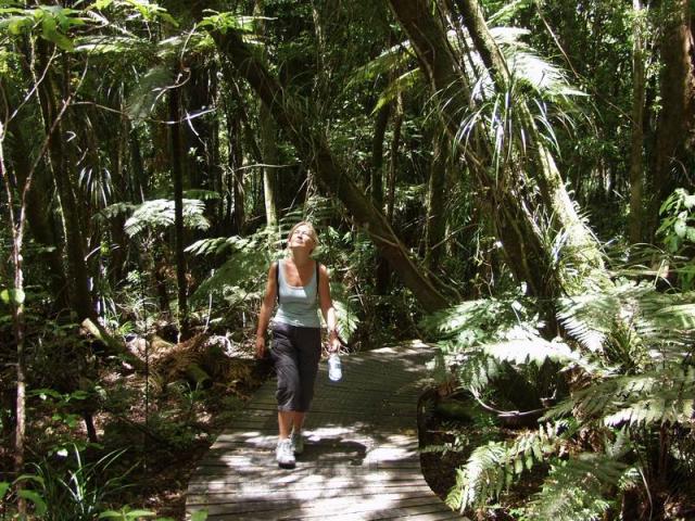 Waipoua Forest - NZ Northland