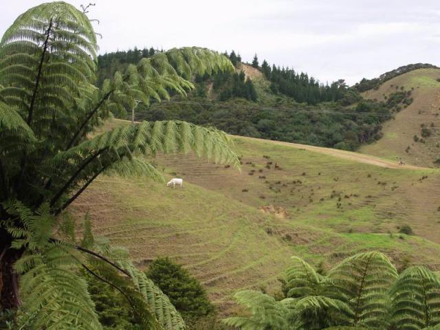 Lonesome cow - Waihaha, NZ Northland