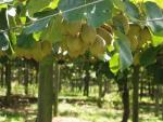 Kiwi Plantage - Te Puke, Bay of Plenty, North NZ