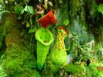 Carnivore plant - Cloud forest, Gardens by the bay, Singapore