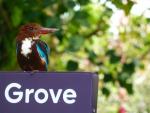 Kookaburra grooving - Gardens by the bay, Singapore