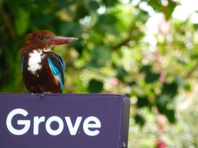 Kookaburra grooving - Gardens by the bay, Singapore