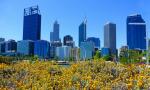 Flowers and City - Perth, Western Australia