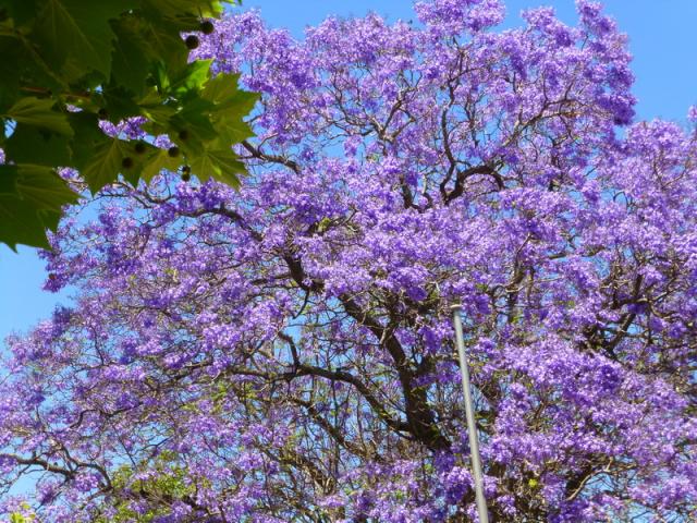 Jacaranda trees - Outram Street, Perth, Western Australia