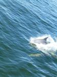 Dolphins accompany cruise ship - Swan River, Perth, Western Australia