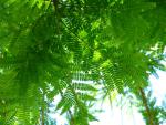 Green and blue - Harald Boas Gardens, Perth, Western Australia
