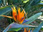 Beautiful flower - Harald Boas Gardens, Perth, Western Australia