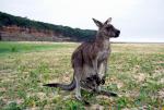 Roo Mum and Joey - Pebbly Beach, New South Wales, Australia